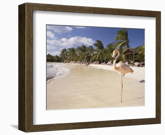 Flamingo, Sonesta Island, Aruba, West Indies, Dutch Caribbean, Central America-Sergio Pitamitz-Framed Photographic Print