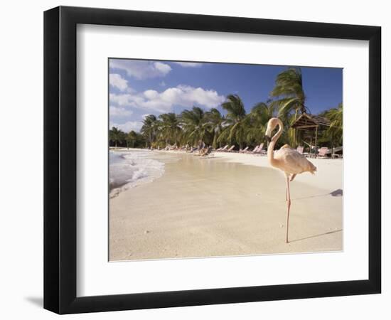 Flamingo, Sonesta Island, Aruba, West Indies, Dutch Caribbean, Central America-Sergio Pitamitz-Framed Photographic Print