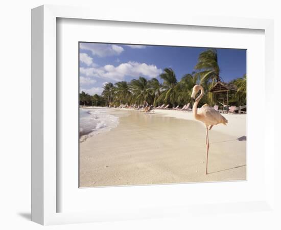 Flamingo, Sonesta Island, Aruba, West Indies, Dutch Caribbean, Central America-Sergio Pitamitz-Framed Photographic Print