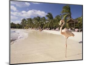 Flamingo, Sonesta Island, Aruba, West Indies, Dutch Caribbean, Central America-Sergio Pitamitz-Mounted Photographic Print