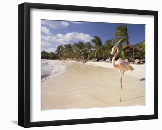 Flamingo, Sonesta Island, Aruba, West Indies, Dutch Caribbean, Central America-Sergio Pitamitz-Framed Photographic Print