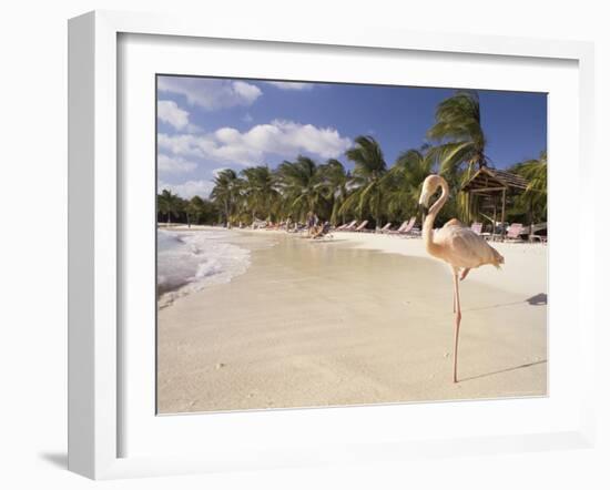 Flamingo, Sonesta Island, Aruba, West Indies, Dutch Caribbean, Central America-Sergio Pitamitz-Framed Photographic Print