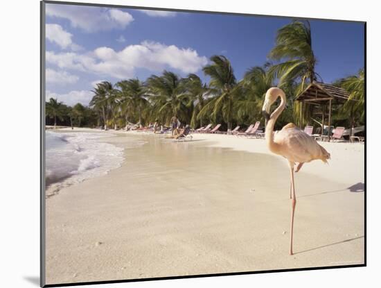 Flamingo, Sonesta Island, Aruba, West Indies, Dutch Caribbean, Central America-Sergio Pitamitz-Mounted Photographic Print