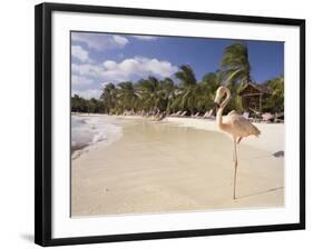 Flamingo, Sonesta Island, Aruba, West Indies, Dutch Caribbean, Central America-Sergio Pitamitz-Framed Photographic Print