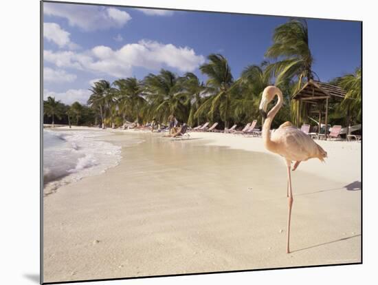 Flamingo, Sonesta Island, Aruba, West Indies, Dutch Caribbean, Central America-Sergio Pitamitz-Mounted Photographic Print