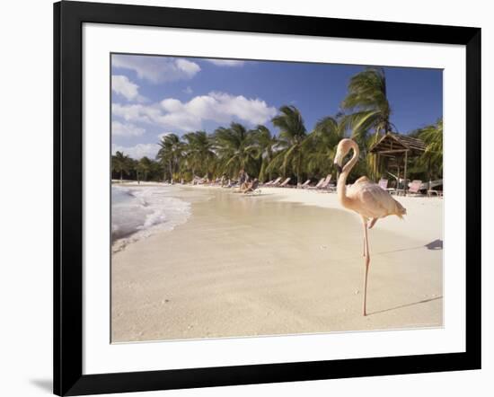 Flamingo, Sonesta Island, Aruba, West Indies, Dutch Caribbean, Central America-Sergio Pitamitz-Framed Photographic Print