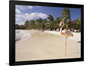 Flamingo, Sonesta Island, Aruba, West Indies, Dutch Caribbean, Central America-Sergio Pitamitz-Framed Photographic Print