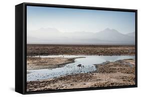 Flamingo Standing in Water at Laguna De Chaxa (Chaxa Lake) at Dawn, San Pedro, Chile, South America-Kimberly Walker-Framed Stretched Canvas