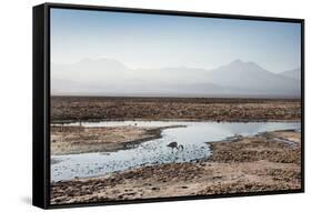 Flamingo Standing in Water at Laguna De Chaxa (Chaxa Lake) at Dawn, San Pedro, Chile, South America-Kimberly Walker-Framed Stretched Canvas