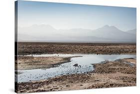 Flamingo Standing in Water at Laguna De Chaxa (Chaxa Lake) at Dawn, San Pedro, Chile, South America-Kimberly Walker-Stretched Canvas