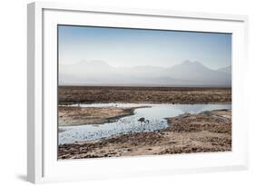 Flamingo Standing in Water at Laguna De Chaxa (Chaxa Lake) at Dawn, San Pedro, Chile, South America-Kimberly Walker-Framed Photographic Print