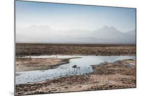 Flamingo Standing in Water at Laguna De Chaxa (Chaxa Lake) at Dawn, San Pedro, Chile, South America-Kimberly Walker-Mounted Photographic Print