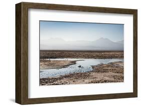 Flamingo Standing in Water at Laguna De Chaxa (Chaxa Lake) at Dawn, San Pedro, Chile, South America-Kimberly Walker-Framed Photographic Print