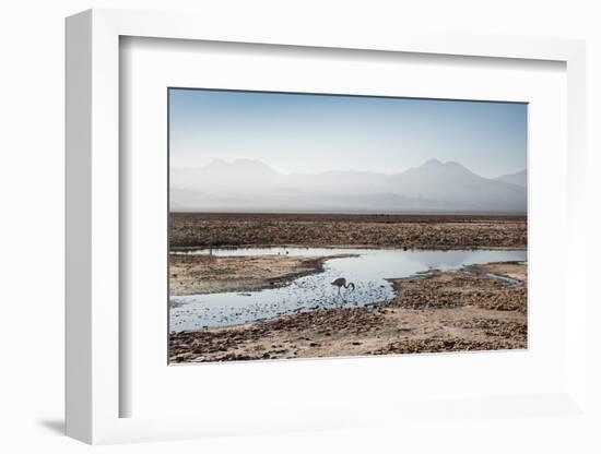 Flamingo Standing in Water at Laguna De Chaxa (Chaxa Lake) at Dawn, San Pedro, Chile, South America-Kimberly Walker-Framed Photographic Print