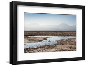 Flamingo Standing in Water at Laguna De Chaxa (Chaxa Lake) at Dawn, San Pedro, Chile, South America-Kimberly Walker-Framed Premium Photographic Print