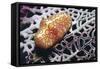 Flamingo Tongue Cowrie-Hal Beral-Framed Stretched Canvas