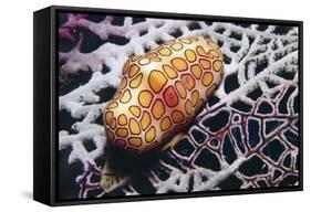 Flamingo Tongue Cowrie-Hal Beral-Framed Stretched Canvas