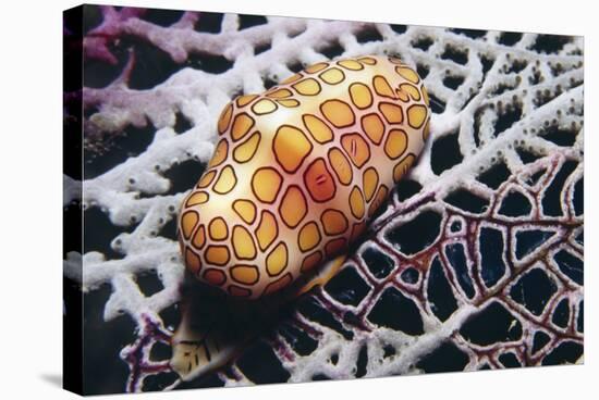 Flamingo Tongue Cowrie-Hal Beral-Stretched Canvas