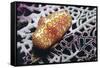 Flamingo Tongue Cowrie-Hal Beral-Framed Stretched Canvas