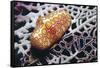 Flamingo Tongue Cowrie-Hal Beral-Framed Stretched Canvas