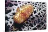 Flamingo Tongue Cowrie-Hal Beral-Stretched Canvas