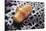 Flamingo Tongue Cowrie-Hal Beral-Stretched Canvas