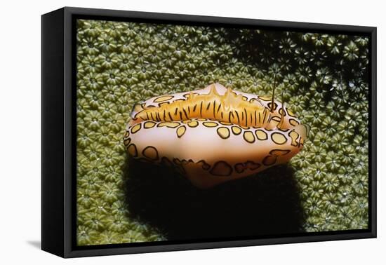 Flamingo Tongue Cowrie-Hal Beral-Framed Stretched Canvas