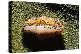 Flamingo Tongue Cowrie-Hal Beral-Stretched Canvas