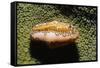 Flamingo Tongue Cowrie-Hal Beral-Framed Stretched Canvas