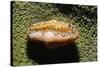 Flamingo Tongue Cowrie-Hal Beral-Stretched Canvas