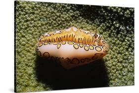 Flamingo Tongue Cowrie-Hal Beral-Stretched Canvas