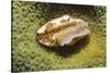 Flamingo Tongue Cowrie-Hal Beral-Stretched Canvas