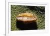 Flamingo Tongue Cowrie-Hal Beral-Framed Photographic Print