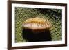 Flamingo Tongue Cowrie-Hal Beral-Framed Photographic Print