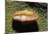 Flamingo Tongue Cowrie-Hal Beral-Mounted Photographic Print