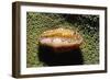 Flamingo Tongue Cowrie-Hal Beral-Framed Photographic Print