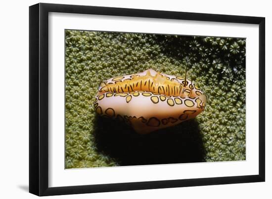 Flamingo Tongue Cowrie-Hal Beral-Framed Photographic Print