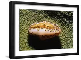 Flamingo Tongue Cowrie-Hal Beral-Framed Photographic Print