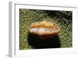 Flamingo Tongue Cowrie-Hal Beral-Framed Photographic Print