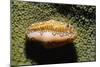 Flamingo Tongue Cowrie-Hal Beral-Mounted Photographic Print