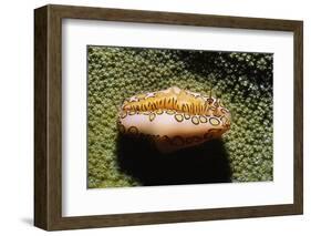 Flamingo Tongue Cowrie-Hal Beral-Framed Photographic Print