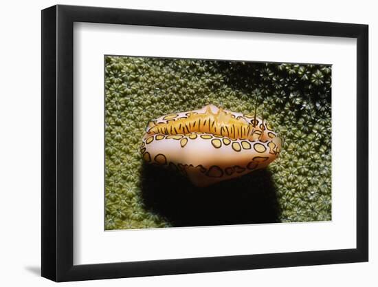 Flamingo Tongue Cowrie-Hal Beral-Framed Photographic Print