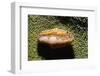 Flamingo Tongue Cowrie-Hal Beral-Framed Photographic Print