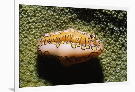 Flamingo Tongue Cowrie-Hal Beral-Framed Photographic Print