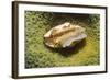 Flamingo Tongue Cowrie-Hal Beral-Framed Photographic Print