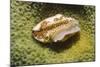 Flamingo Tongue Cowrie-Hal Beral-Mounted Photographic Print
