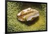 Flamingo Tongue Cowrie-Hal Beral-Framed Photographic Print