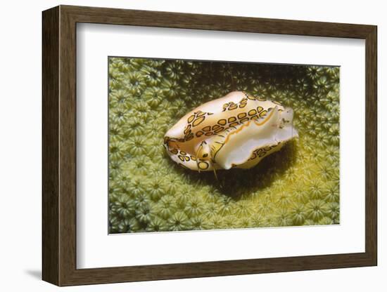 Flamingo Tongue Cowrie-Hal Beral-Framed Photographic Print