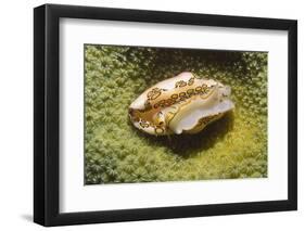 Flamingo Tongue Cowrie-Hal Beral-Framed Photographic Print