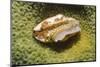 Flamingo Tongue Cowrie-Hal Beral-Mounted Photographic Print